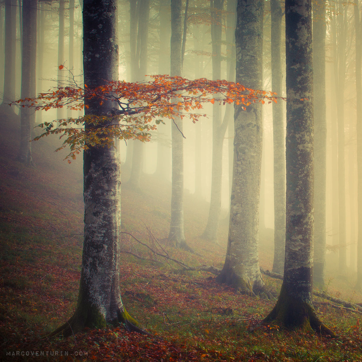 misty forest