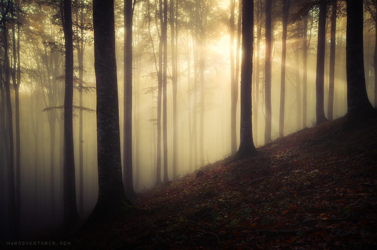 misty forest