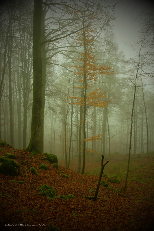 FujiX20 @7.1 ISO200 f2.0 1/320 "toy camera" mode