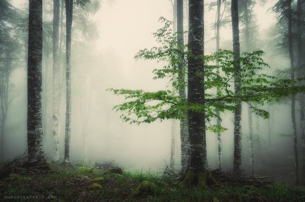 Misty forest and hidden&nbsp;fears