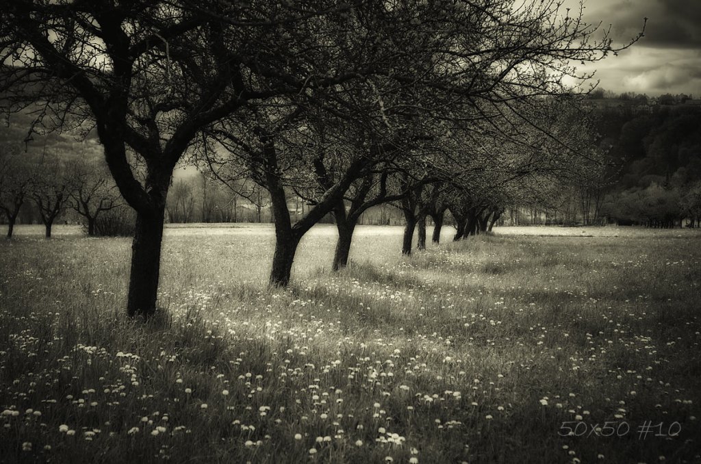 50×50 #10 Dark&nbsp;spring