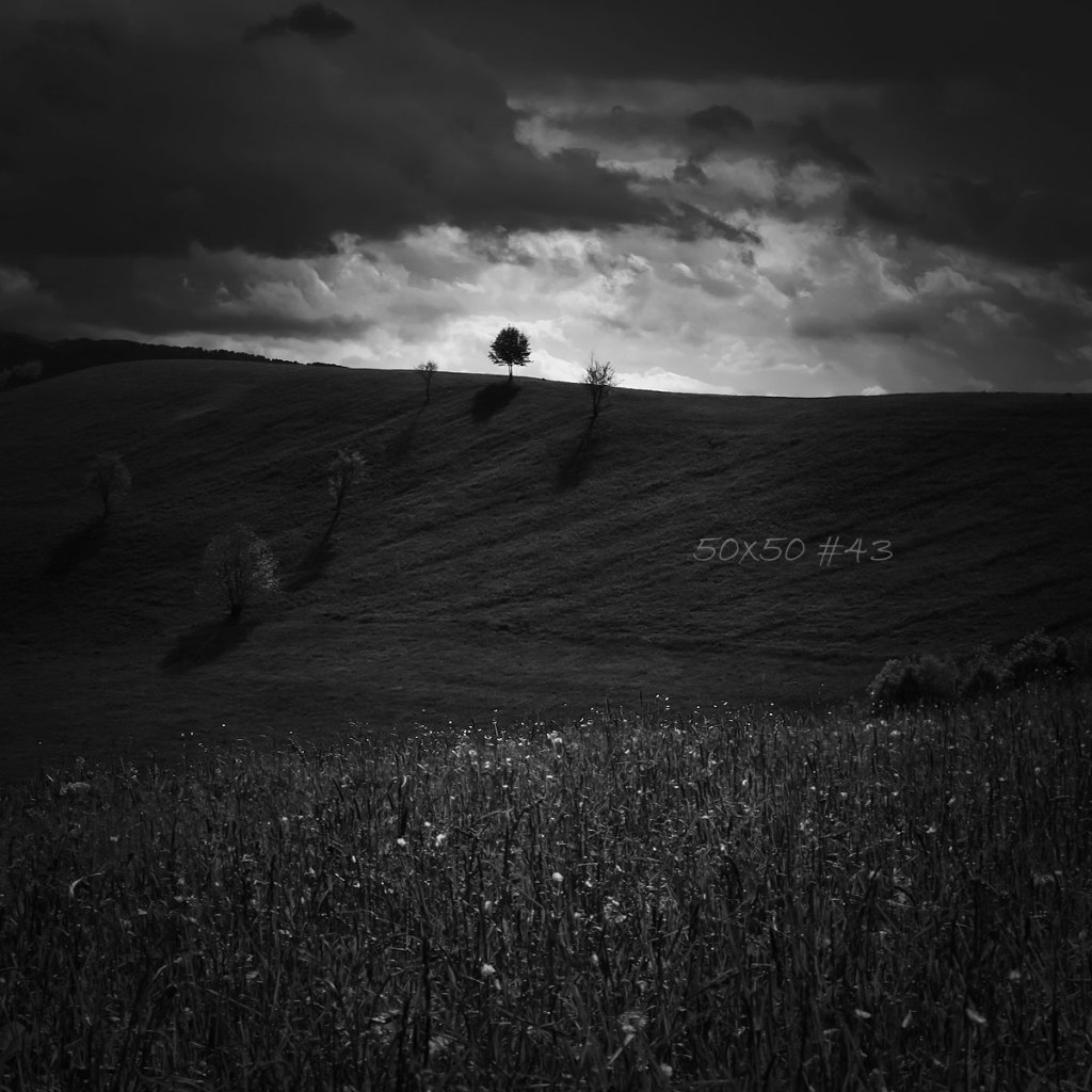 50×50 #43 Trees wants&nbsp;light