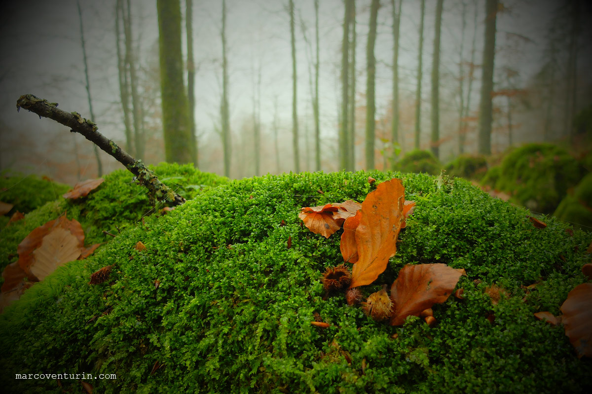 FujiX20 @7.1mm ISO400 1/420 "toy camera" mode