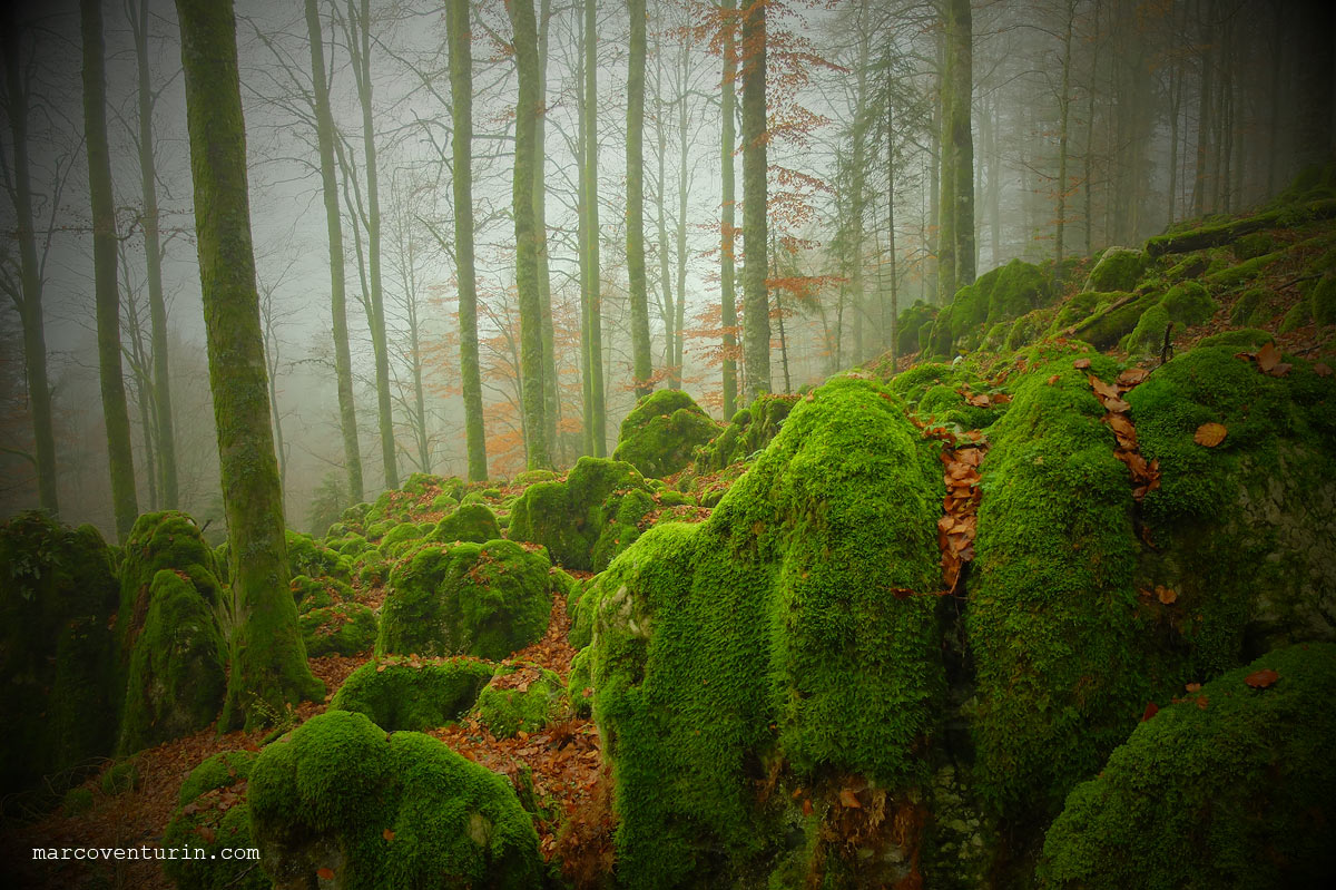 FujiX20 @7.1 ISO400 f2.2 1/400 "toy camera" mode