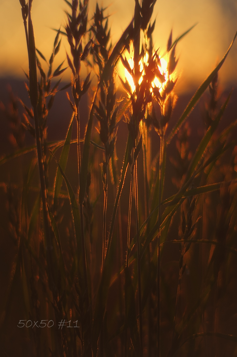 50×50 #11 The last&nbsp;sun