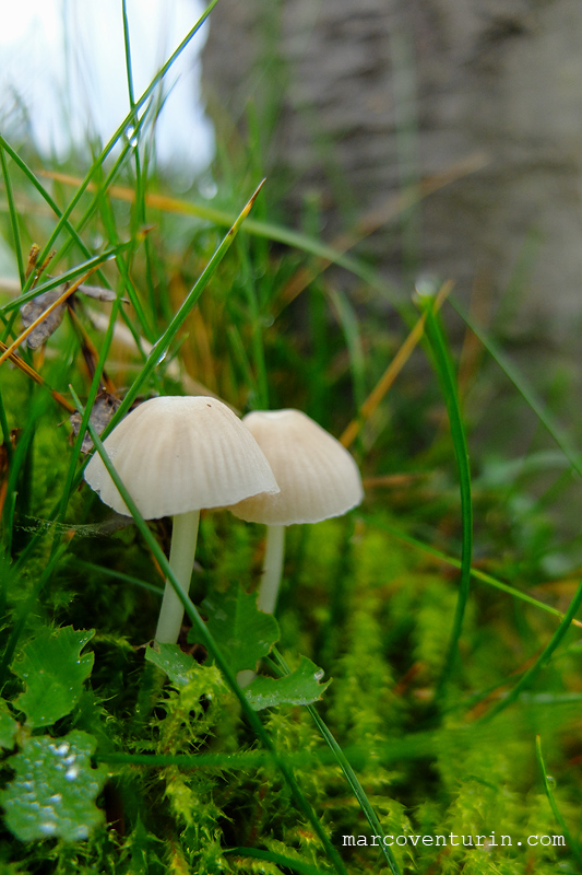 FujiX20 @7.1 ISO200 f2.0 1/950 macro mode