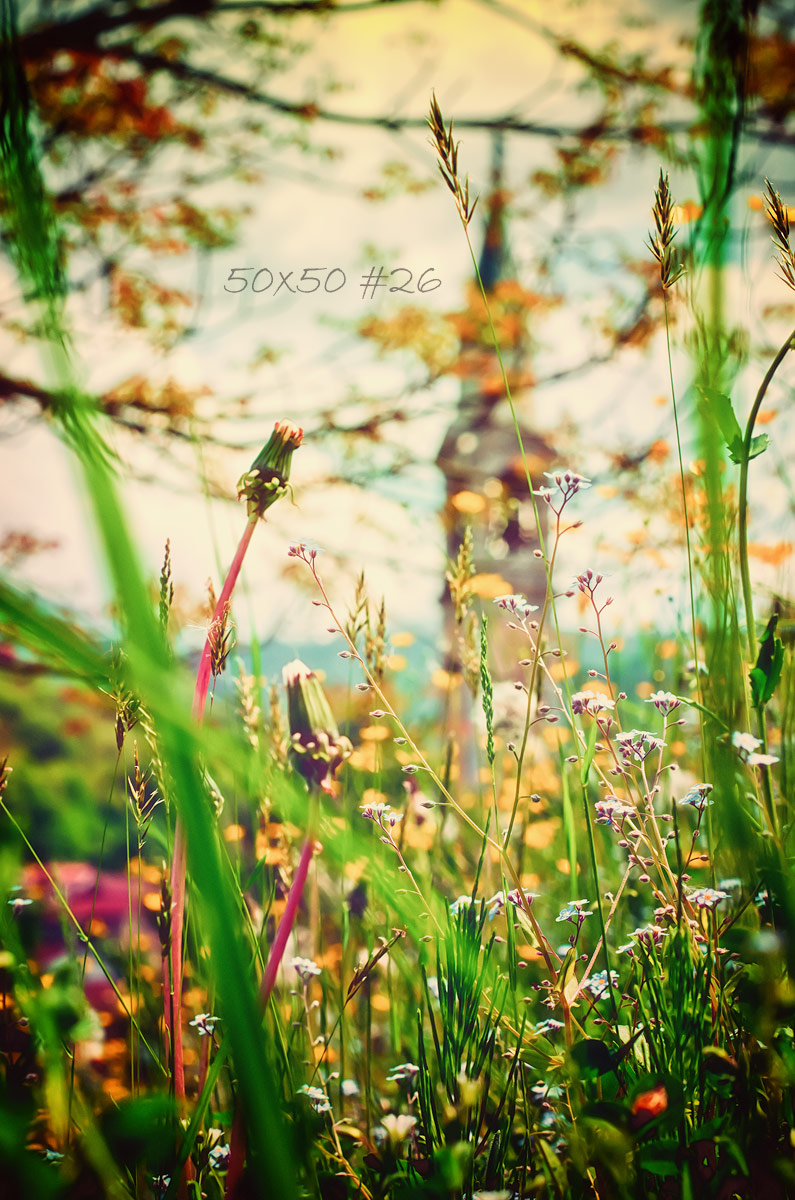 50×50 #26 The ladybugs&nbsp;morning