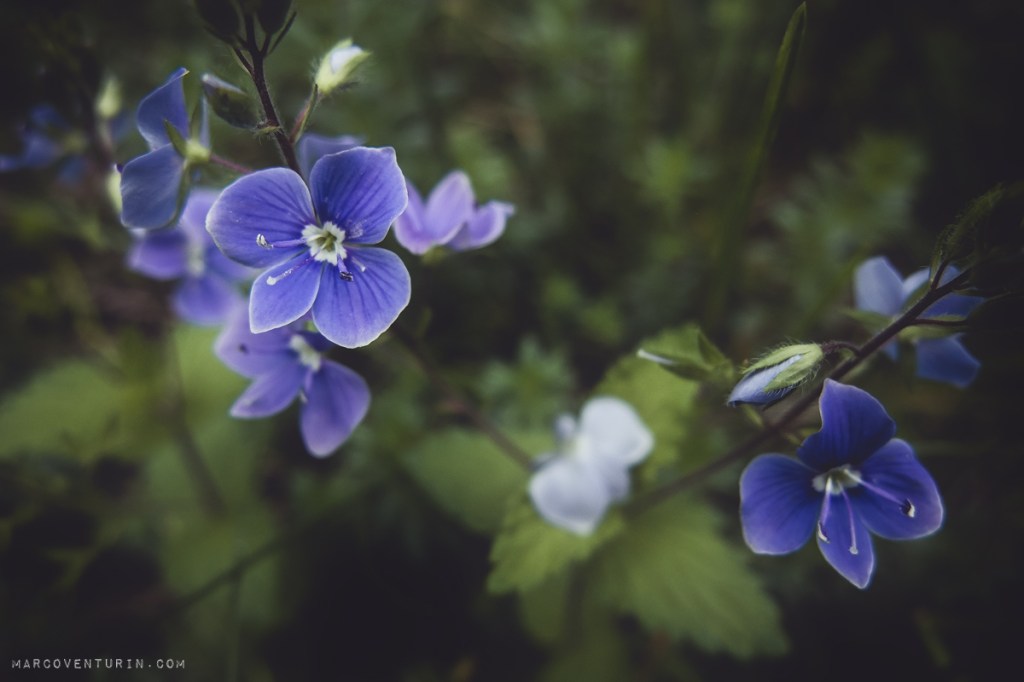 Springtime memories with my Fuji&nbsp;X20
