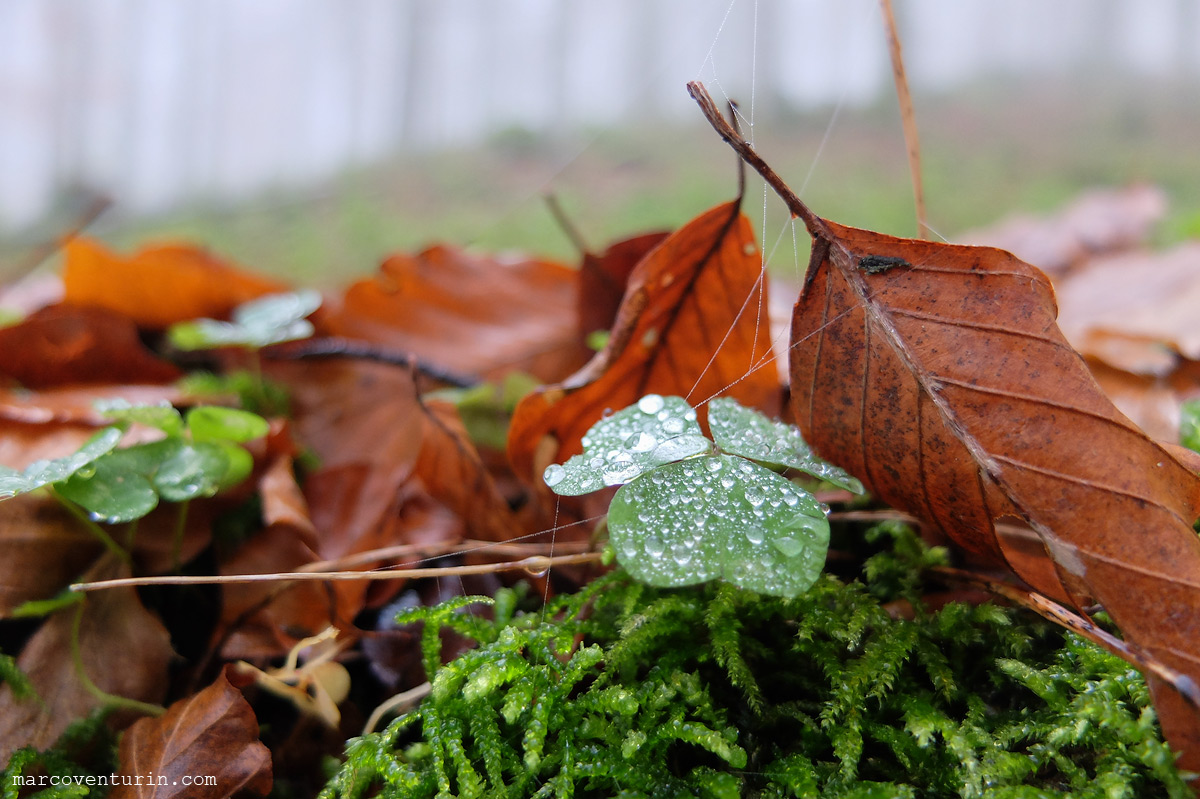 FujiX20 @7.1mm ISO200 f2.0 1/110 macro mode