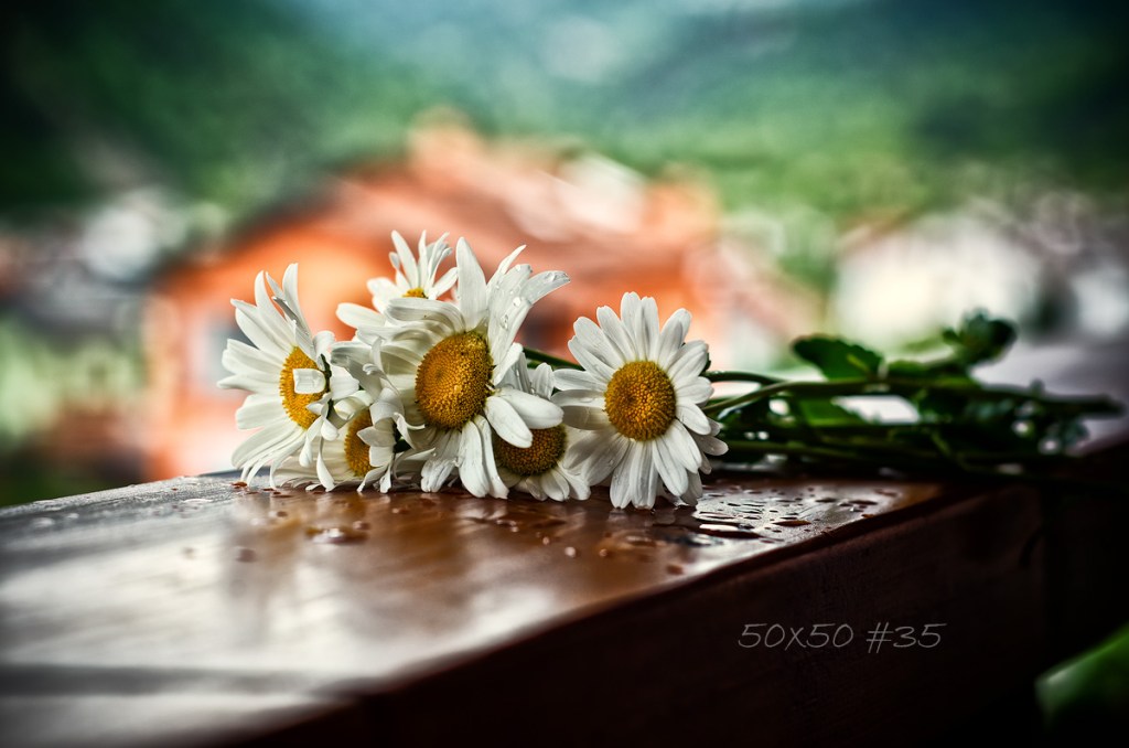 50×50 #35 Wasted&nbsp;beauty