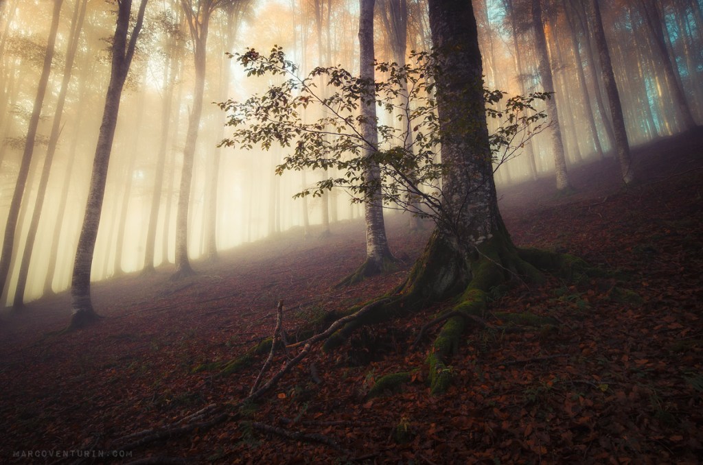 Looking for Galadriel:&nbsp;misty