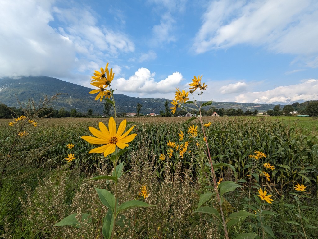 Punta e scatta con un&nbsp;Pixel