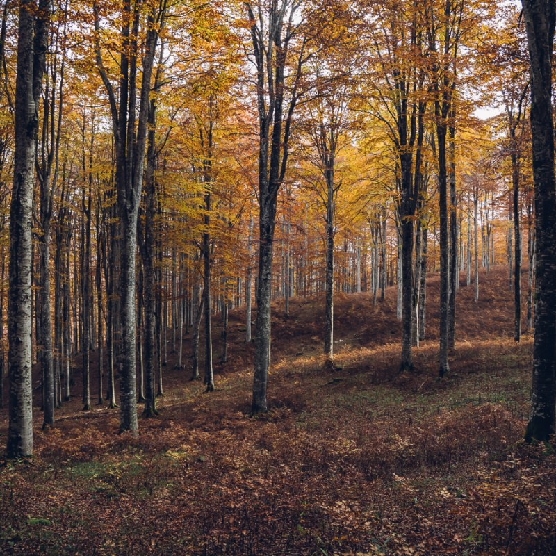 Cammina che ti&nbsp;passa